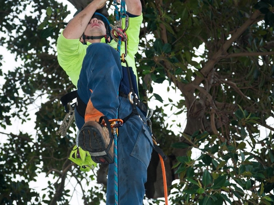 Qualified arborist working in a mature tree during an Enviro Trees UK survey in Torfaen